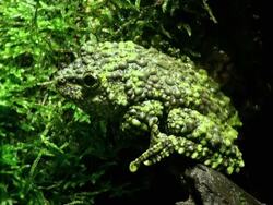 Vietnamese Mossy frog Stock Footage