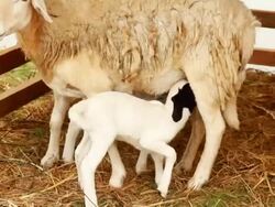 Young goat breastfeeding. Stock Footage