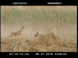 High speed - MS pan left, lioness running in long grass, chasing Impala (Aepyceros melampus) Stock Footage