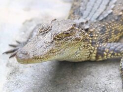 Crocodile Stock Footage
