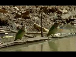 MCU Green Barbet Birds drinking at waterhole, India Stock Footage