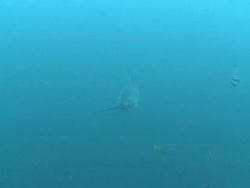 Pelagic Thresher Shark (Alopias pelagicus) swimming to camera, Monad Shoa, Malapascua, The Philippines Stock Footage