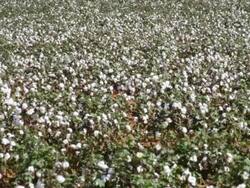 MS Shot of cotton field / New Mexico, United States Stock Footage