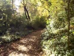 POV, Walking along forest path, Atlanta, Georgia, USA Stock Footage