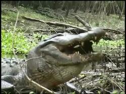 Alligator biting down onto Terrapin while in mouth then swallowing, Brazos Bend State Park, Texas, USA Stock Footage