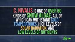 Don't Eat the Watermelon Snow! Instructional Video