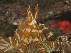 Wonderpus Octopus travelling along, hunting with its tentacles, Indonesia  Stock Footage