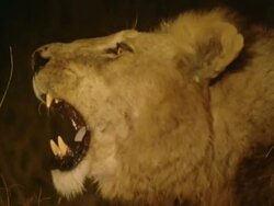MS Lion lying in grass at night roaring and observing surroundings AUDIO / Okavango Delta, North West District, Botswana Stock Footage