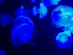 Jelly fish Stock Footage