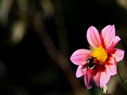 bee in flower Stock Footage