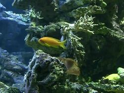 Coral colony on the reef Stock Footage