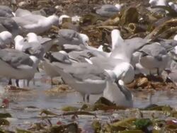 MS PAN Shot of Flocks of hartlaub's gulls feeding in shallow waters amongst wahed up kelp / Namaqualand, Northern Cape, South Africa Stock Footage