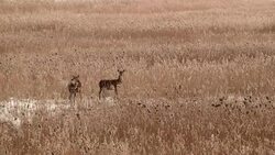 roe deer in field of reed Stock Footage