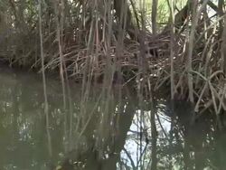 MS View of Mangroves / Gulf of Papagayo, Guanacaste, Costa Rica Stock Footage