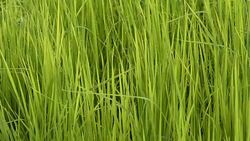 Paddy rice - Rice field Stock Footage