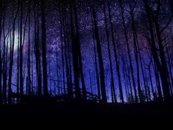 Beautiful Forest Night Sky Milky Way Moon and Stars Time Lapse 4k Stock Footage