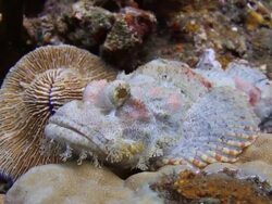 Stone Fish Stock Footage
