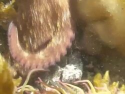 Common octopus underwater Stock Footage