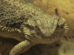 PAL: Bearded Dragon Stock Footage