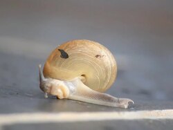 Snail in action Stock Footage