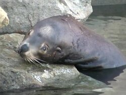 Sick Sea-lion Seal Face, Close.  Looks at Camera Stock Footage