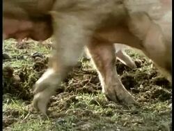 CU Sow and piglets foraging, UK Stock Footage