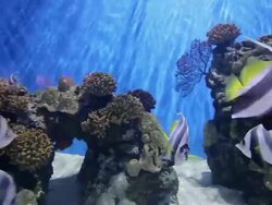 Multi coloured fish Stock Footage