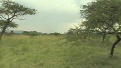 VOICED : Roaring success: lions return to Rwanda, with rhinos next News Clip