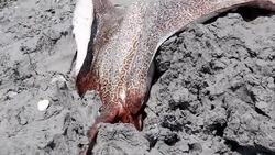 CLEAN : An island emerged in the Arabian Sea News Clip