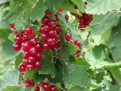 MS Shot of redcurrant, ribes rubrum / Serrig, Rhineland-Palatinate, Germany Stock Footage