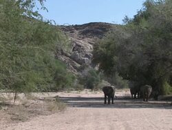 Desert Elephants (Loxodonta africana) silhouetted in shade of trees, Ugab River Basin, Namibia: desert-dwelling population of African Bush Elephant though not distinct subspecies Stock Footage