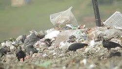 Garbarge Dumpsters camp (landfill site) Stock Footage