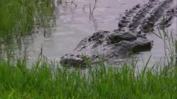 An alligator half submerged in a swamp quickly grabs food thrown near the water. Stock Footage