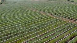 Fruit garden, Aerial shooting Stock Footage
