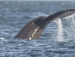 'Medium Close Up static-A whale dives and exposes its mighty fluke. / Alaska, USA' Stock Footage