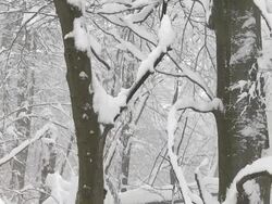 HD: Snow covered Stock Footage