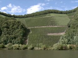 WS View of vineyards and river Saar / Serrig, Saar-Valley, Rhineland-Palatinate, Germany  Stock Footage