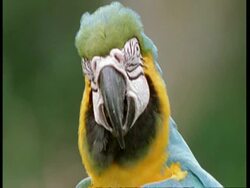 CU Blue and Yellow Macaw looking to camera, Preening and puffs up feathers, South America Stock Footage