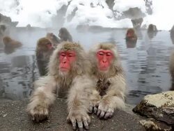 Japanese Macaques ( Macaca Fuscata ) monkeys, Jigokudani nature reserve, Chubu, Japan, Asia Stock Footage