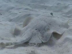 MS TS Cortez Round Stingray burying on sandy bottom / Playa del Carmen, Isla Mujeres, Mexico Stock Footage