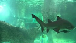 Divers at the Madrid Zoo set up a nativity scene inside the aquarium's water tank, Thursday, giving the Instructional Video