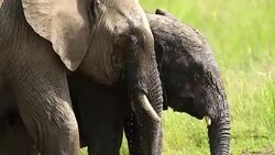 African Elephant at wild Stock Footage