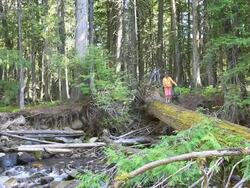 Little Girl walking across log bridge in forest Stock Footage