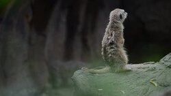 HD:Meerkat animal in wildlife sanctuary Stock Footage