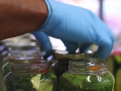 Canning pickles. Pickling cucumbers. Stock Footage
