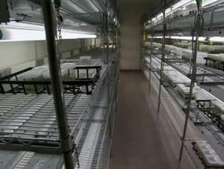 Pan of boxed seeds inside large freezer. Stock Footage