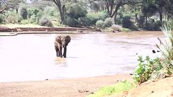 African Elephant at wild Stock Footage