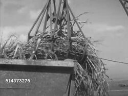 1953: HAWAII: AGRICULTURE: VS Automated harvesting, machine cutting sugar cane, fork lifting cut cane from field into truck, WS Truck & crane on plantation, WS Planting machine, TD Over very dark rich soil, WS Machine planting, MS Cane stalks into hop Instructional Video