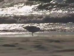 Beach, Gulls, Lighthouse Zoom In Out Stock Footage