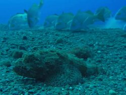 Scorpion Fish, School of Fish, Mexico  Stock Footage